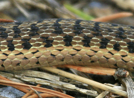 Common Garter Snake